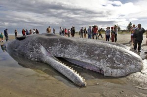 Pigeons and whales – Eye of the Fish